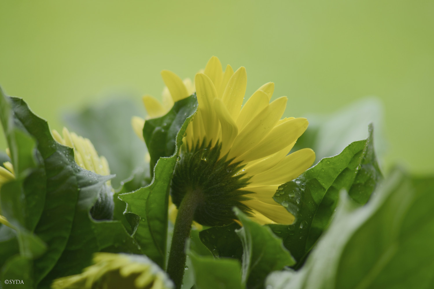 Nature Image