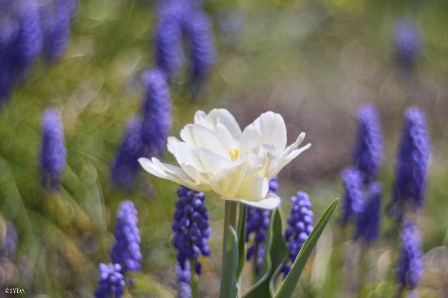 Nature Image