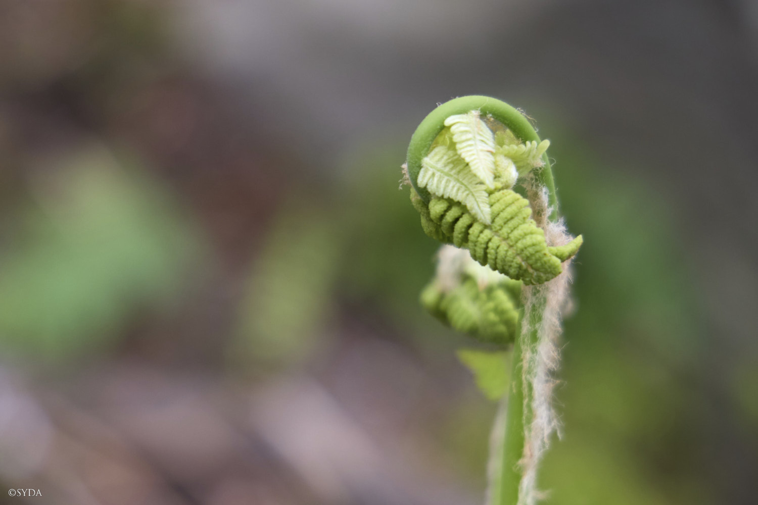 Nature Image