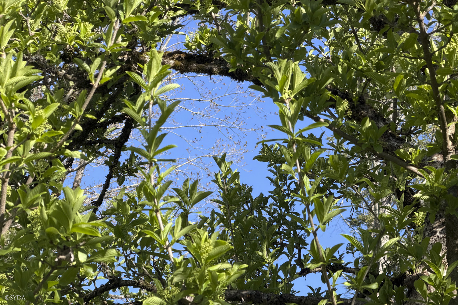 Nature Image
