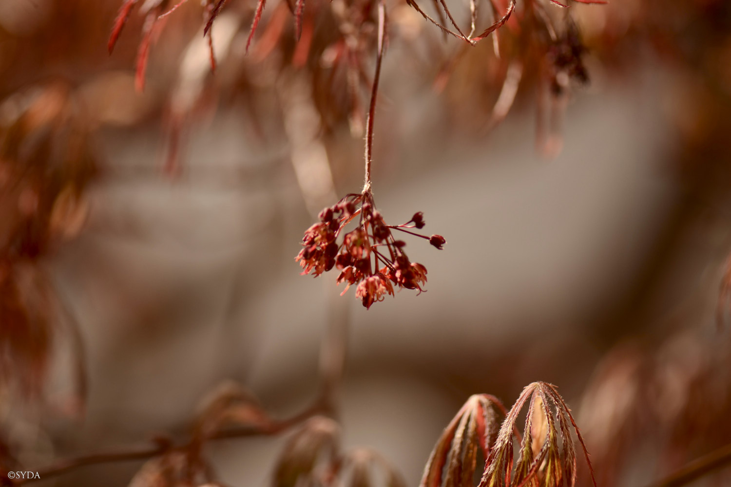 Nature Image