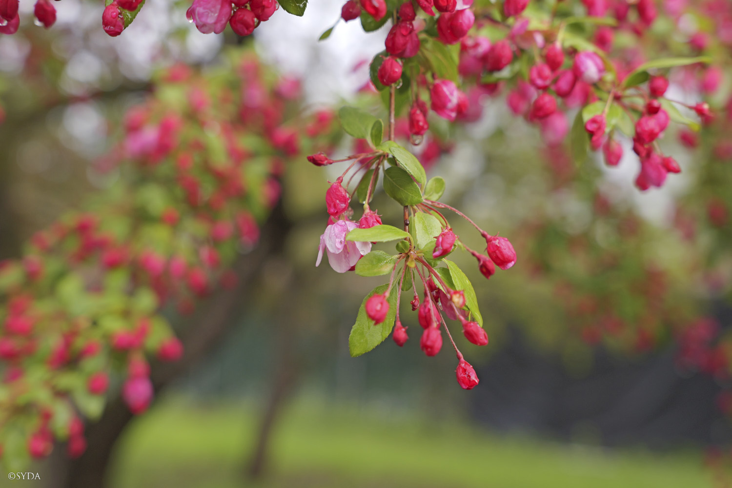 Nature Image