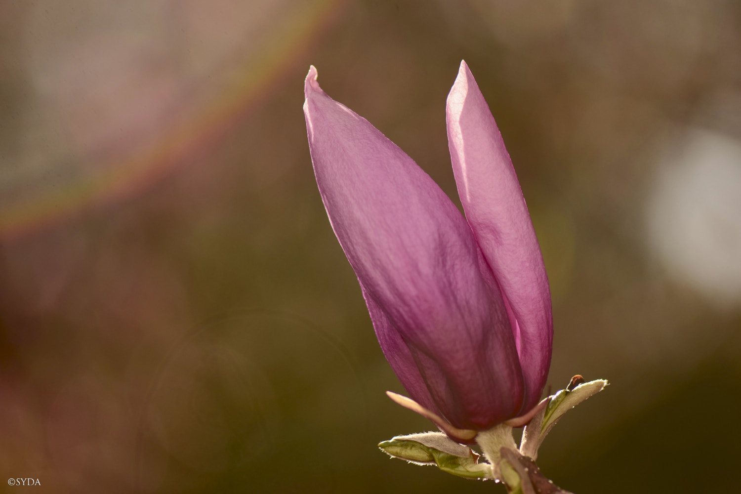 Nature Image