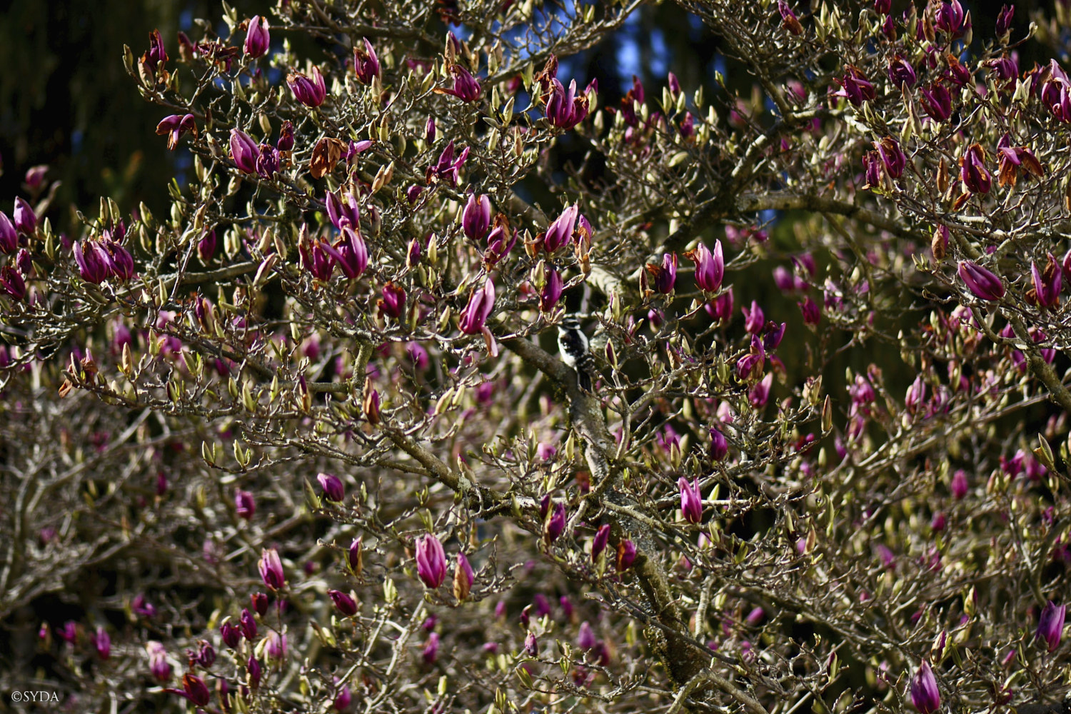 Nature Image