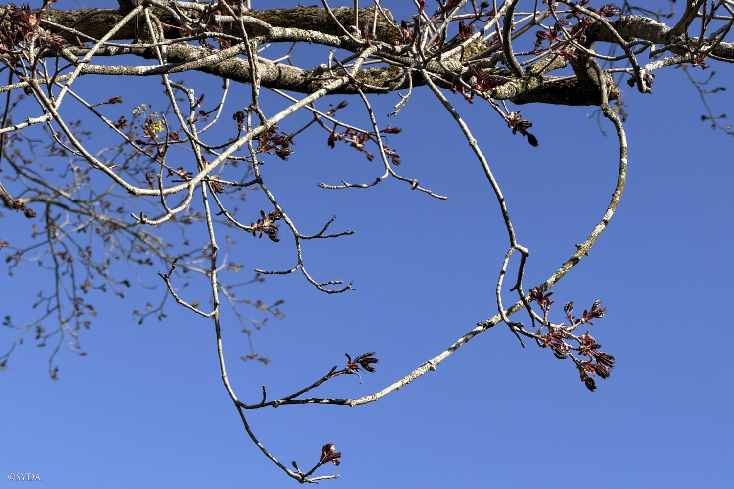 Nature Image