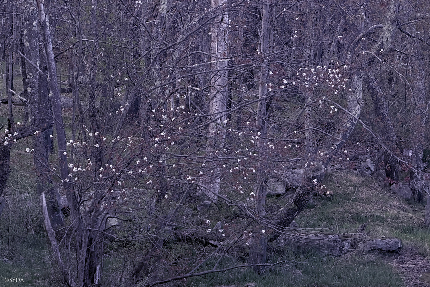 Nature Image
