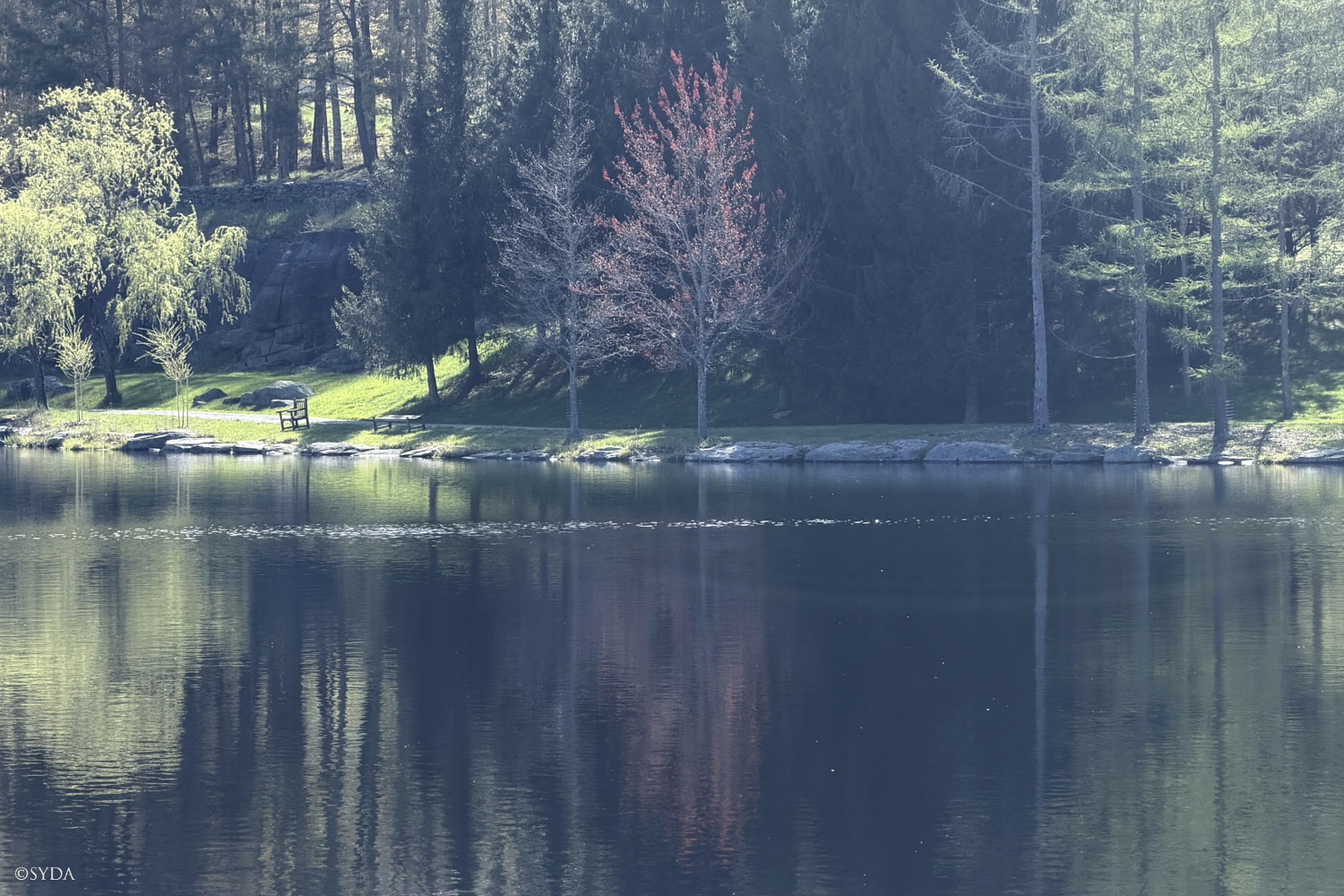 Nature Image
