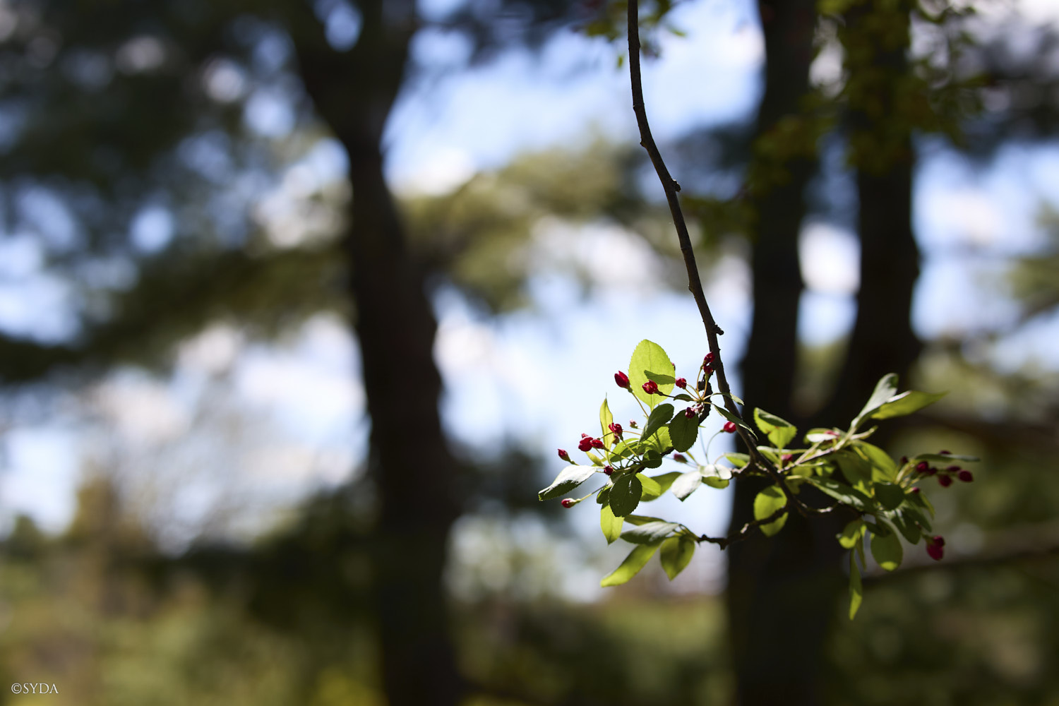 Nature Image