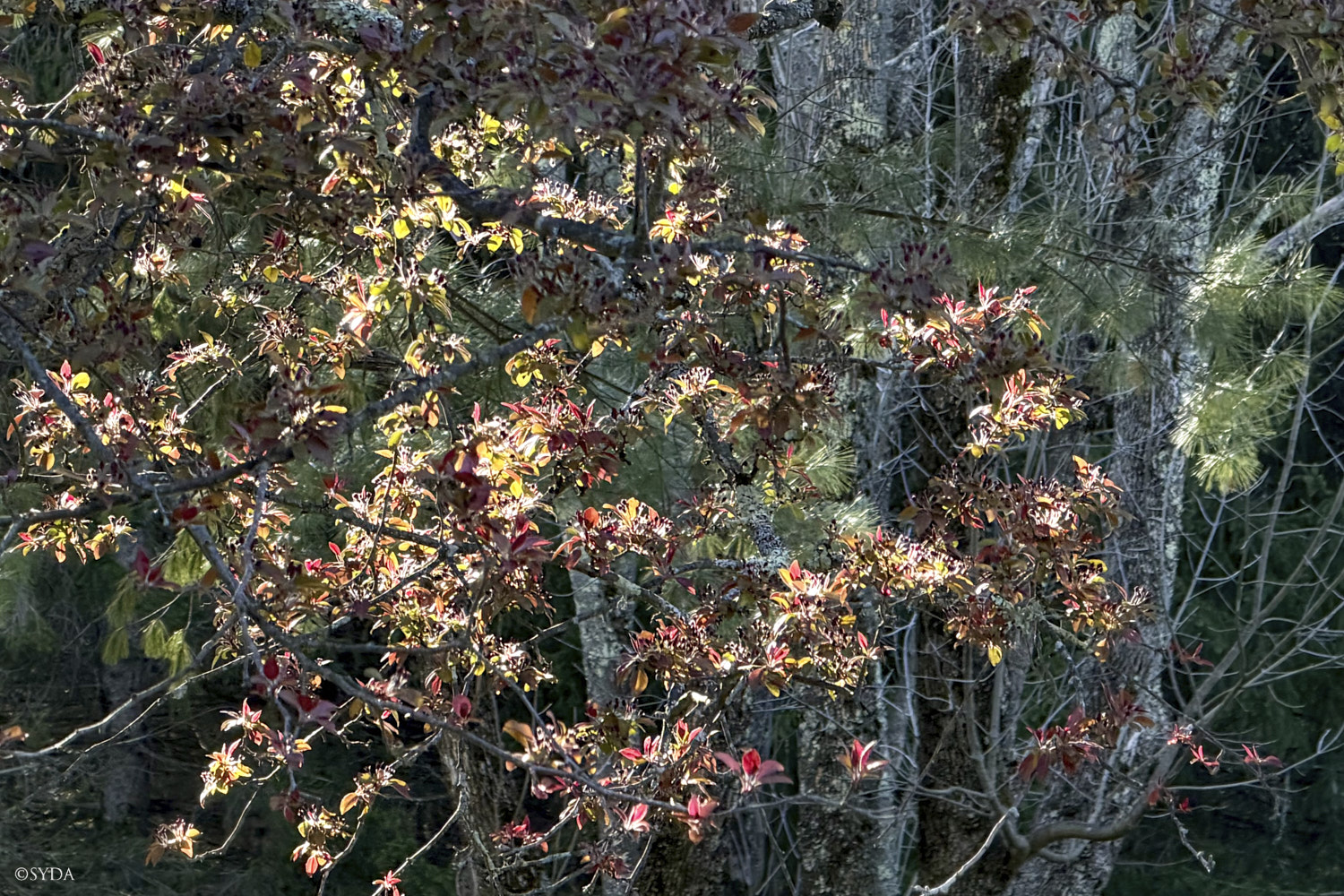 Nature Image