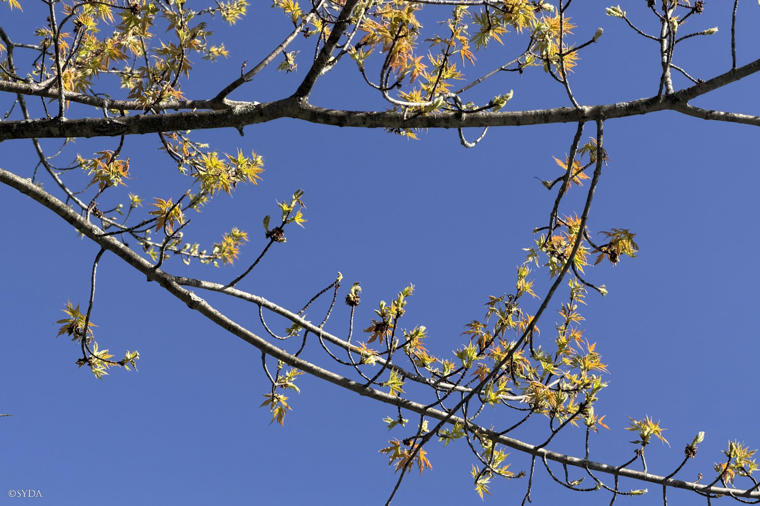 Nature Image