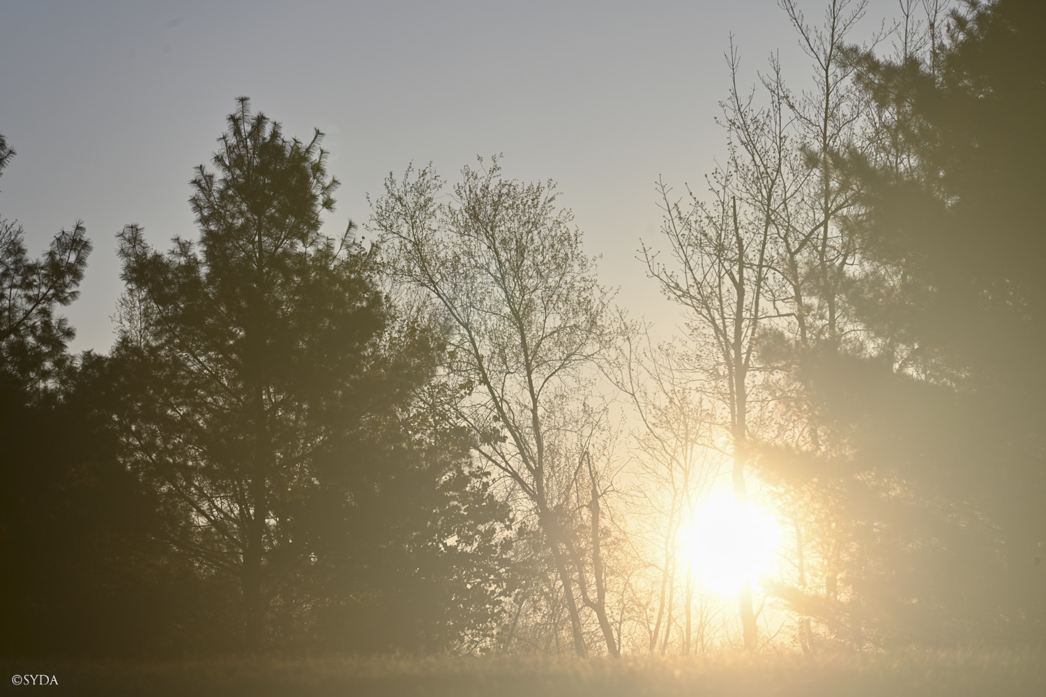 Nature Image