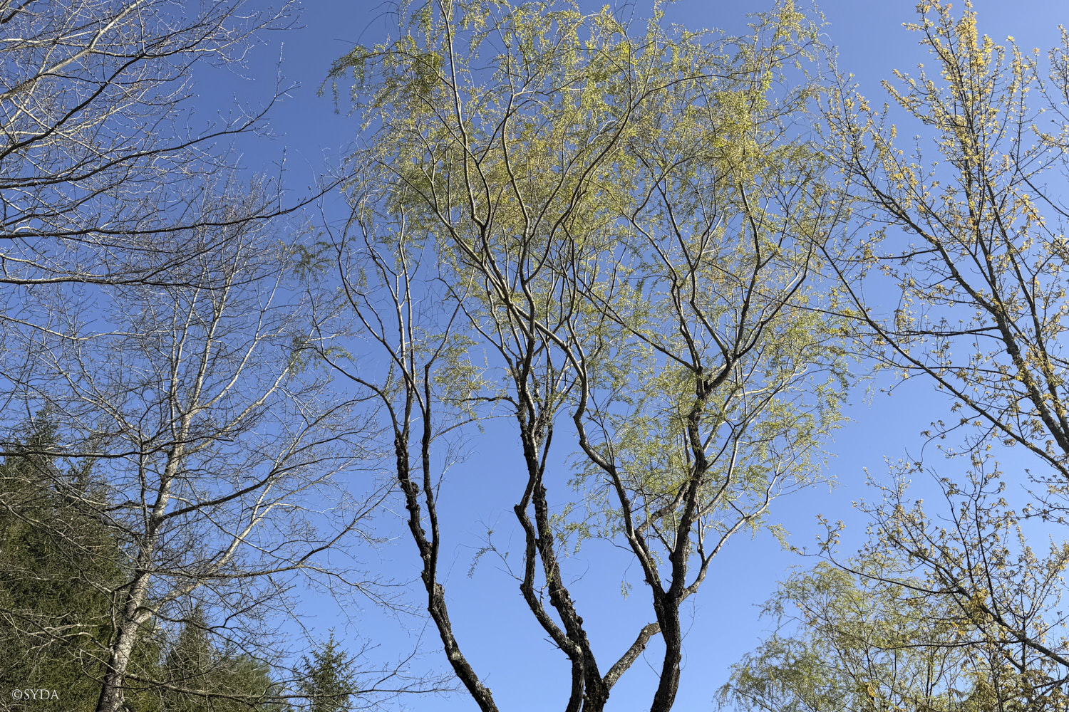 Nature Image