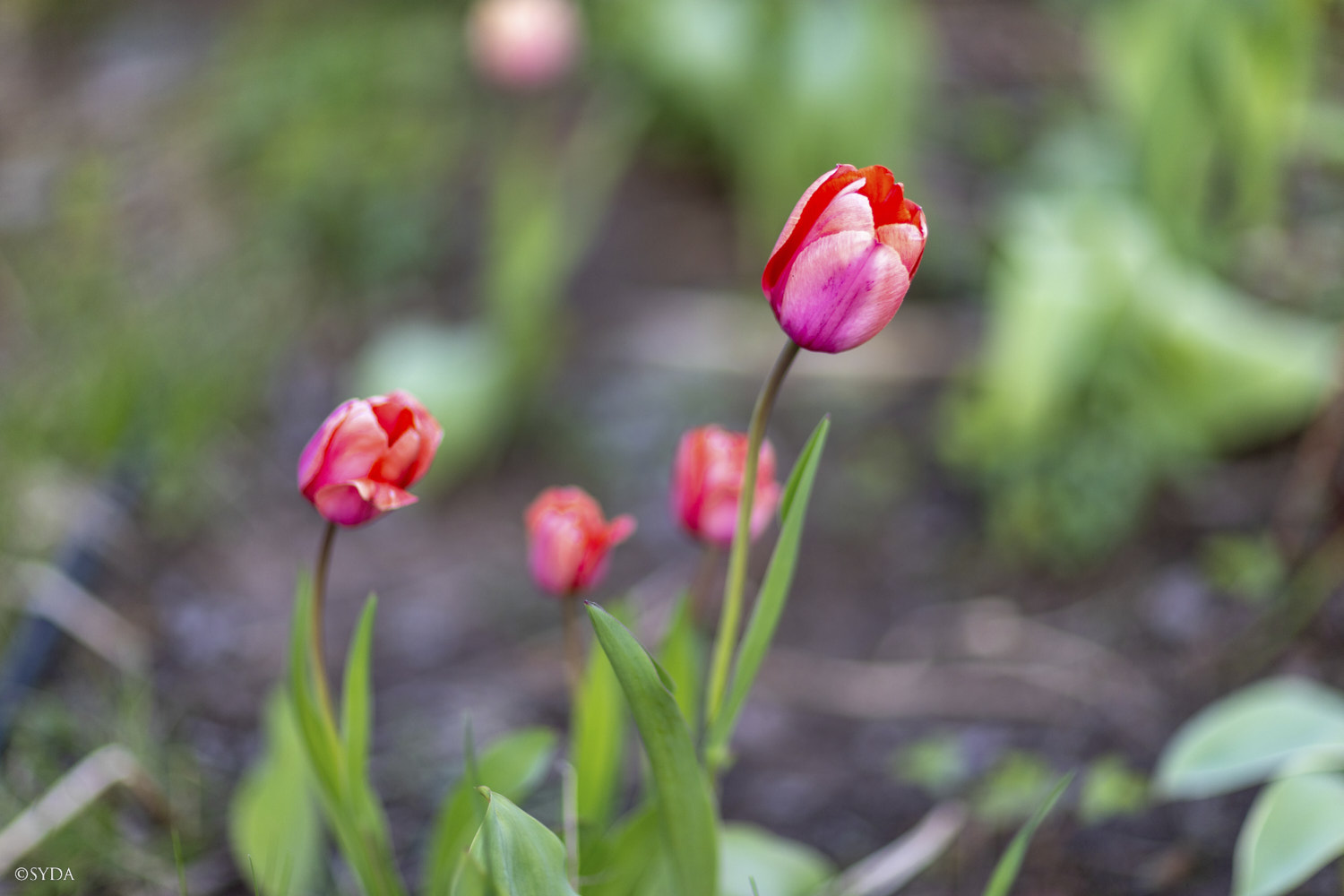Nature Image
