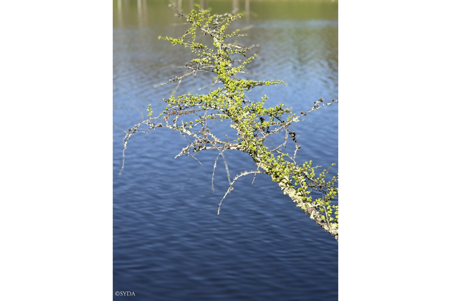 Nature Image