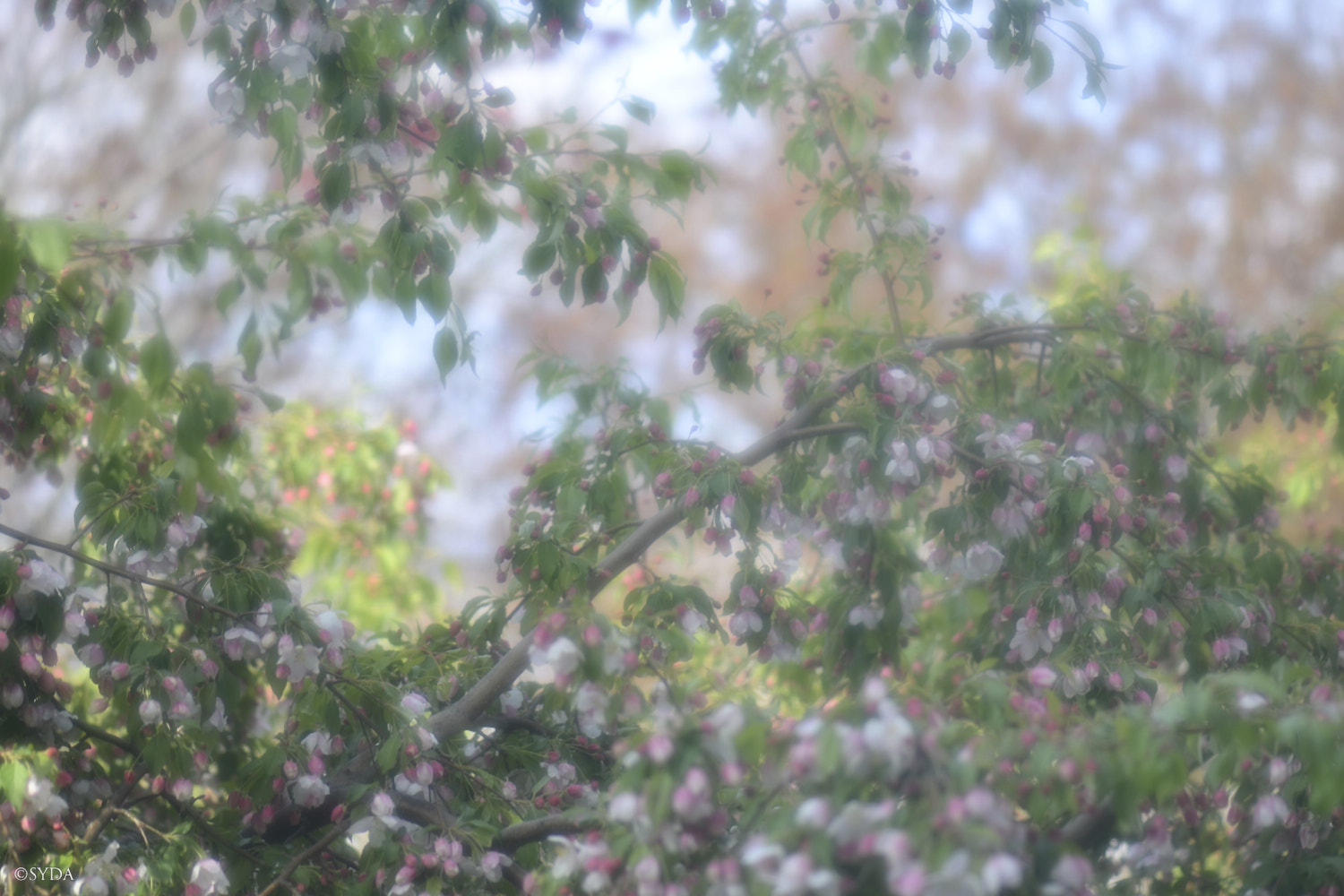 Nature Image