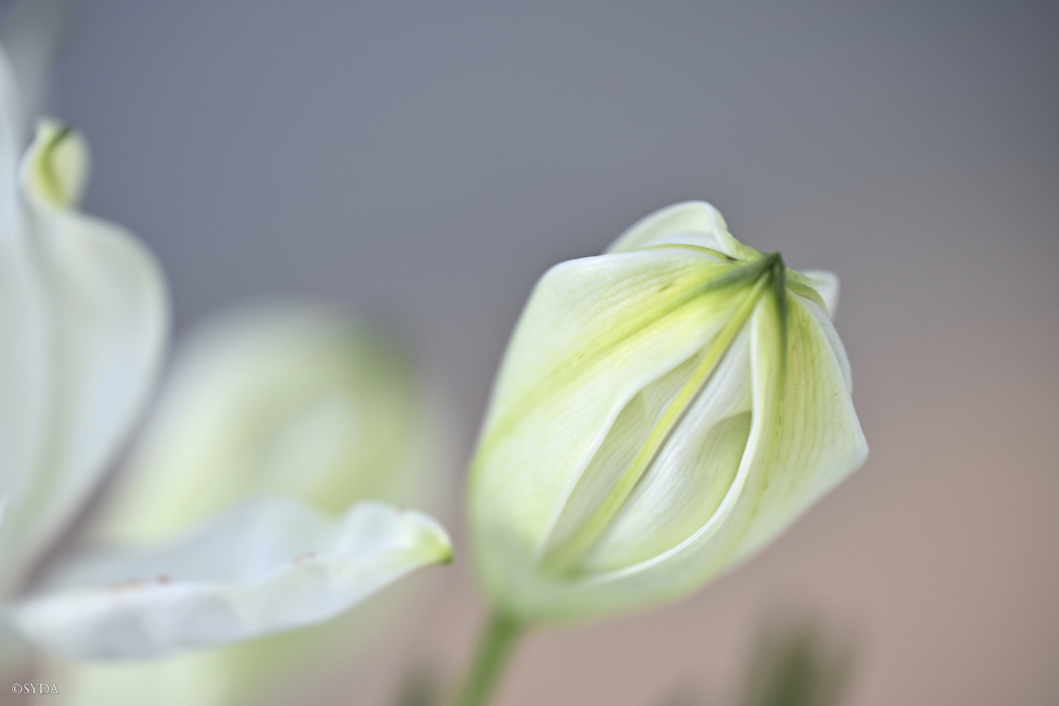 Nature Image