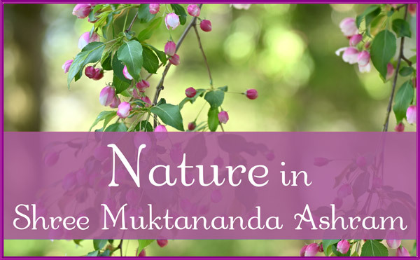 Nature in May in Shree Muktananda Ashram