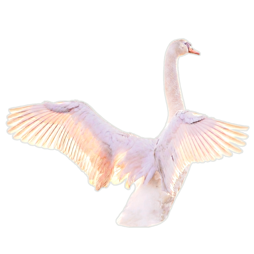 Swan taking off