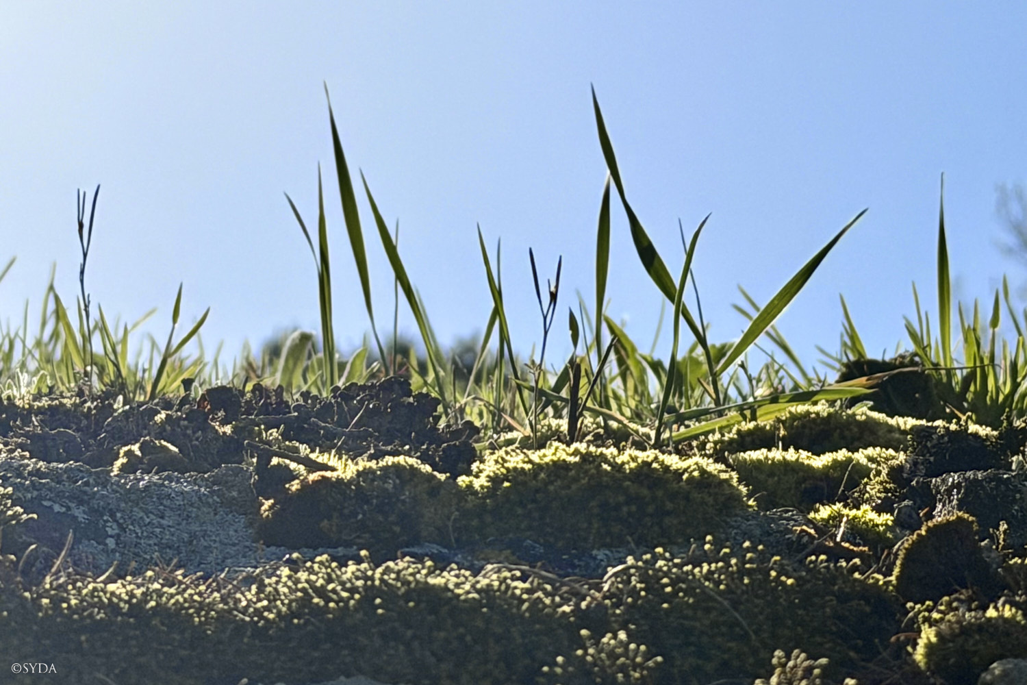 Nature Image