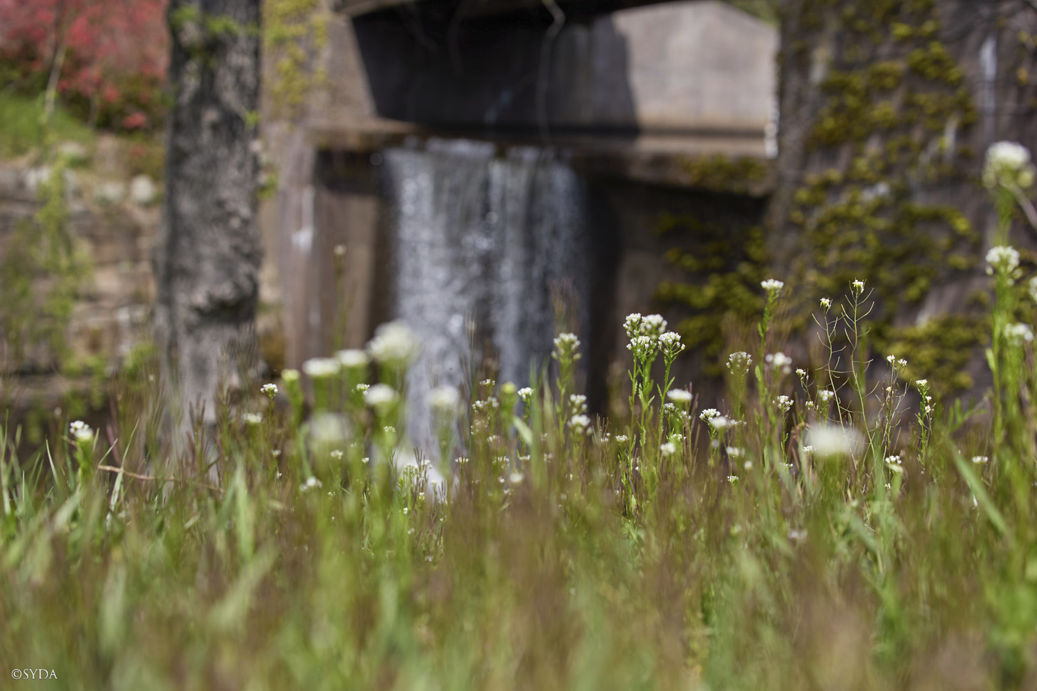 Nature Image