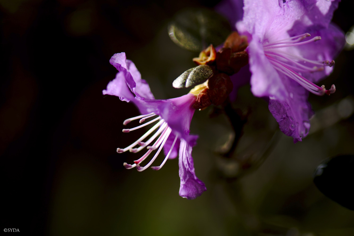 Nature Image