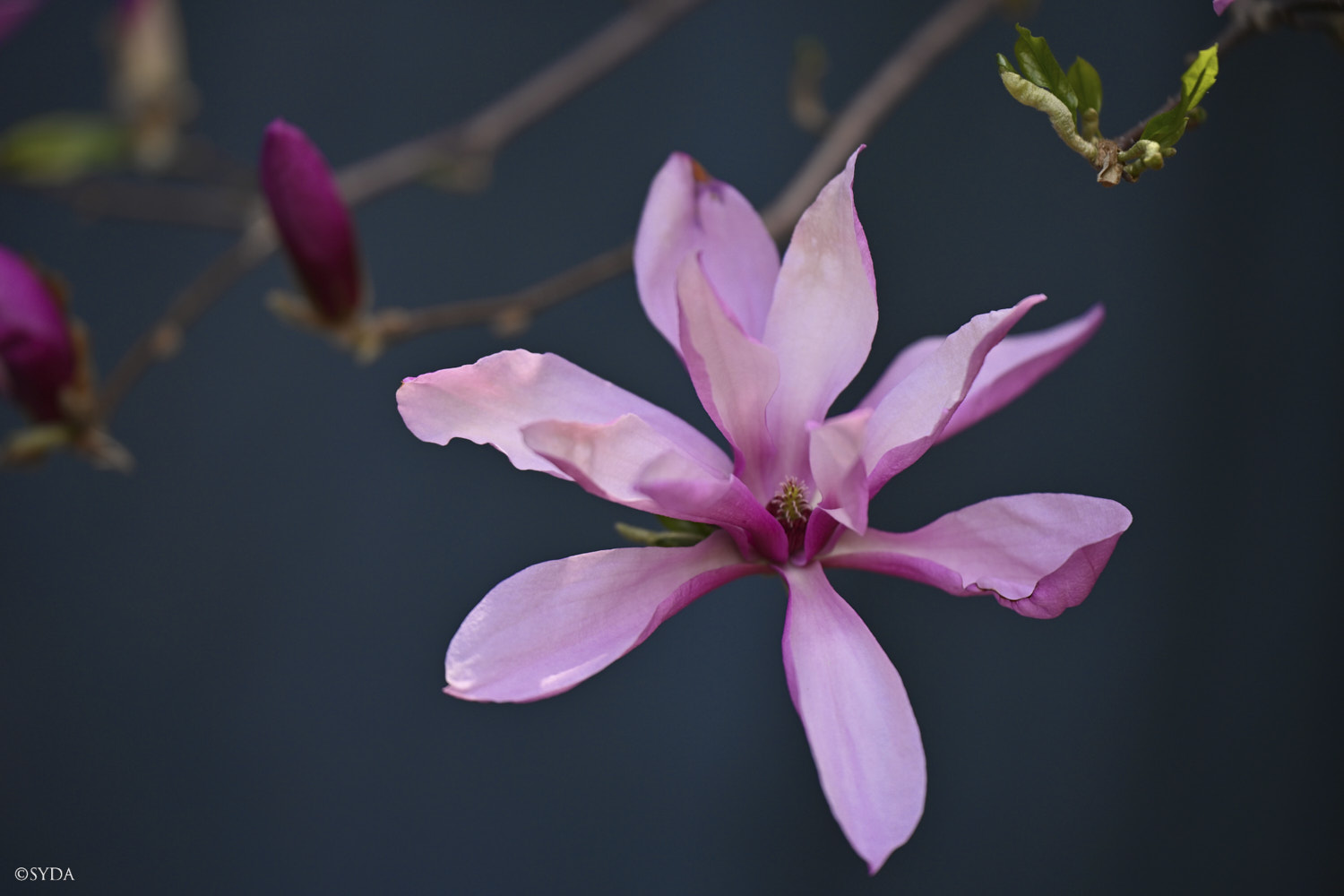 Nature Image