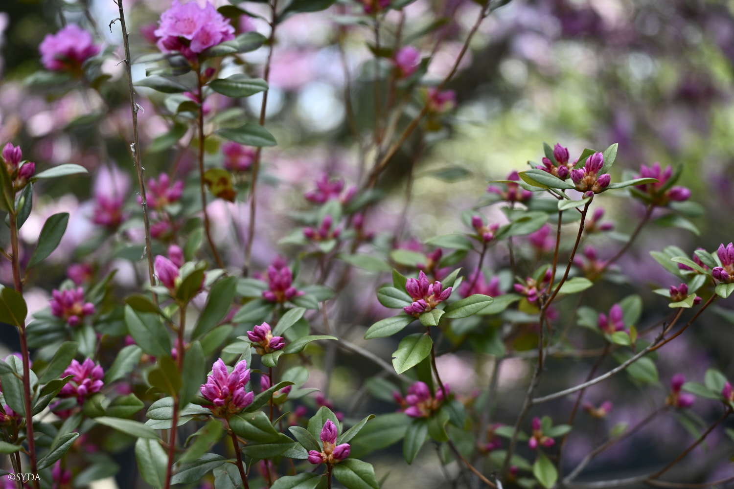 Nature Image