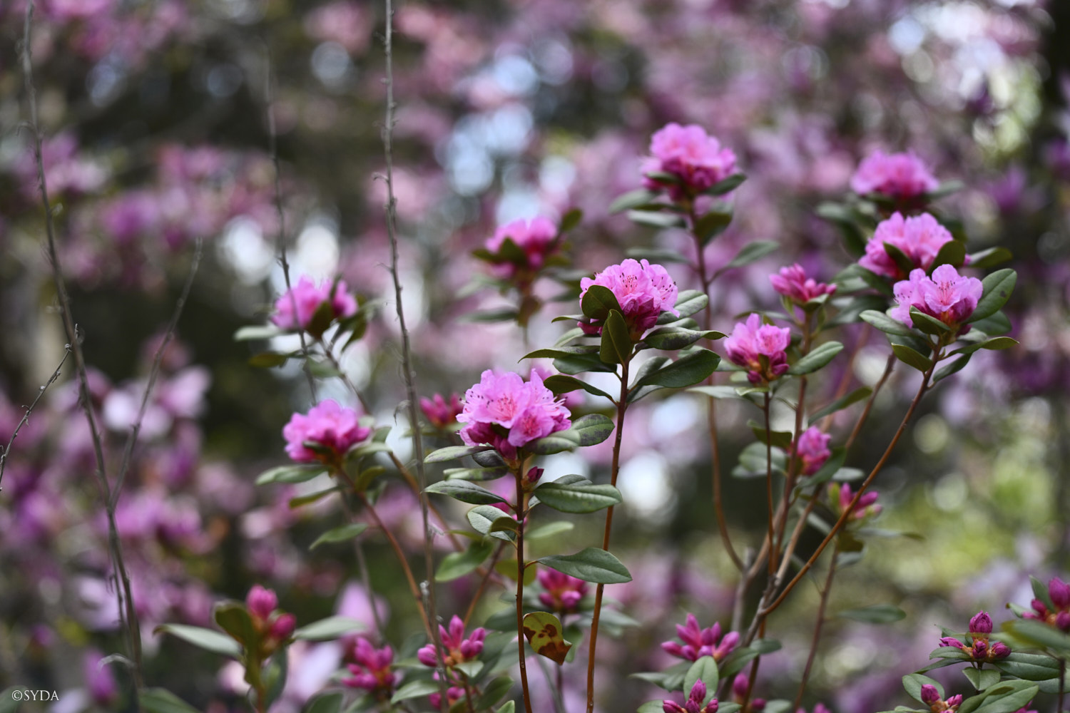 Nature Image