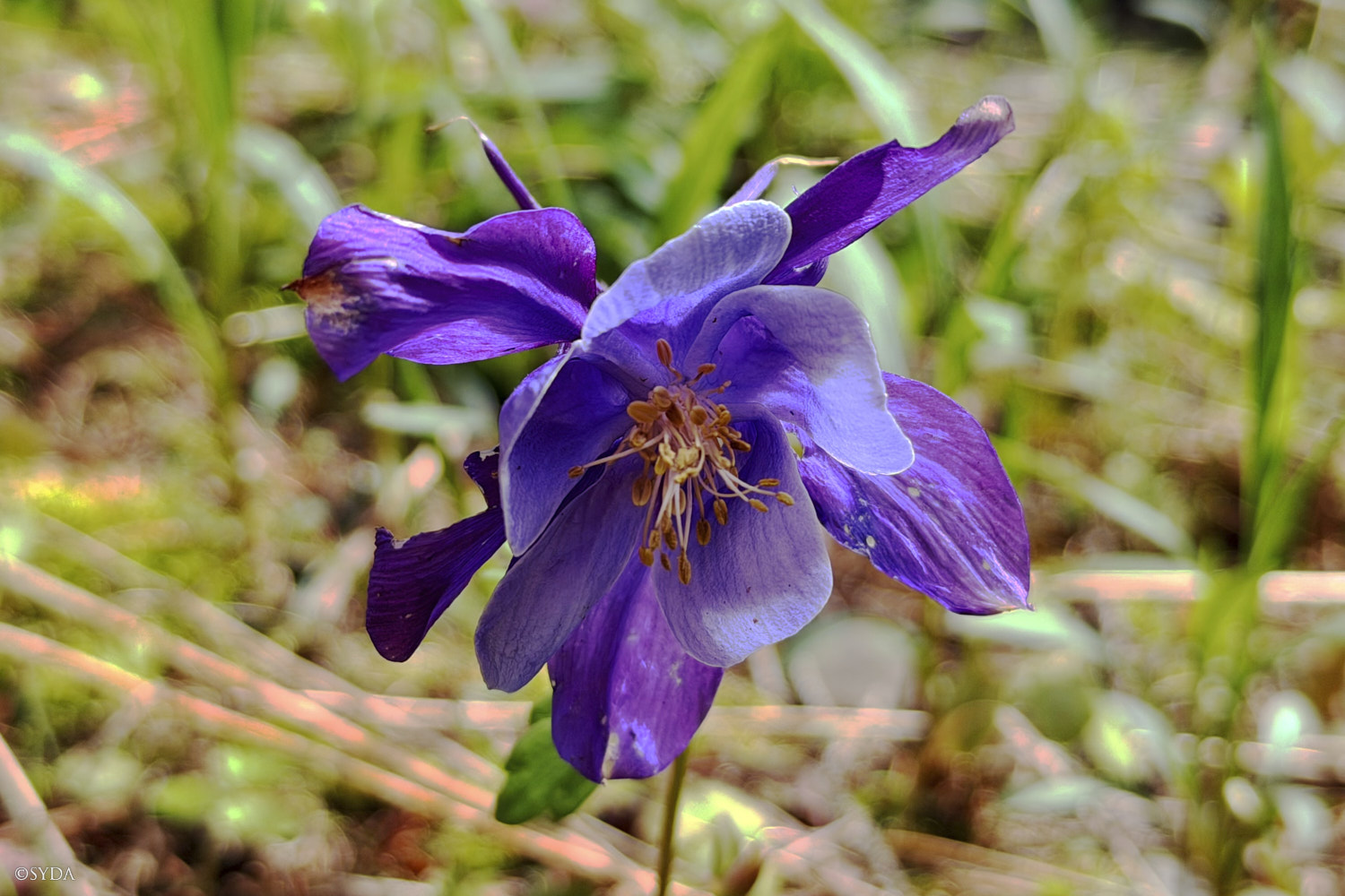 Nature Image