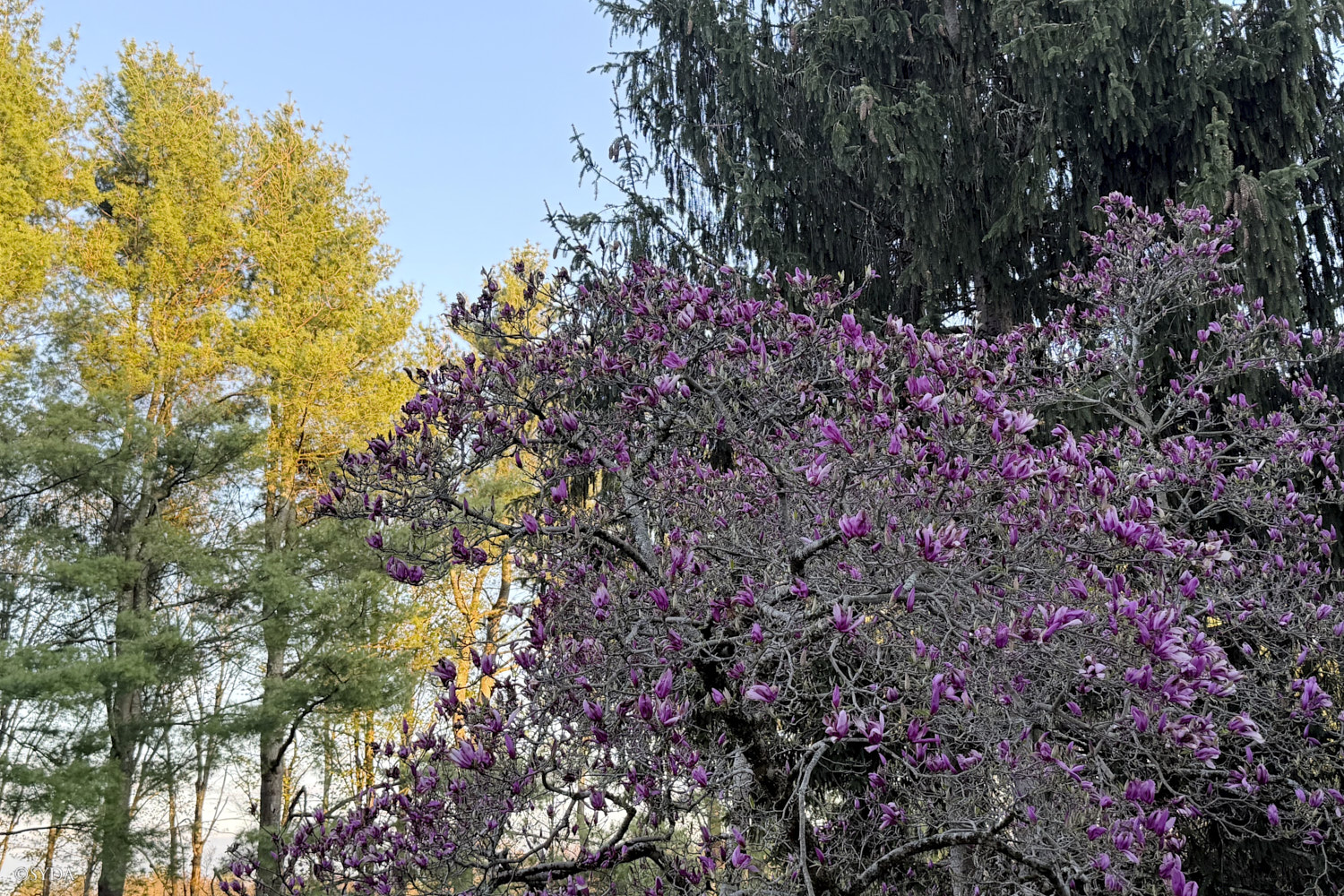 Nature Image