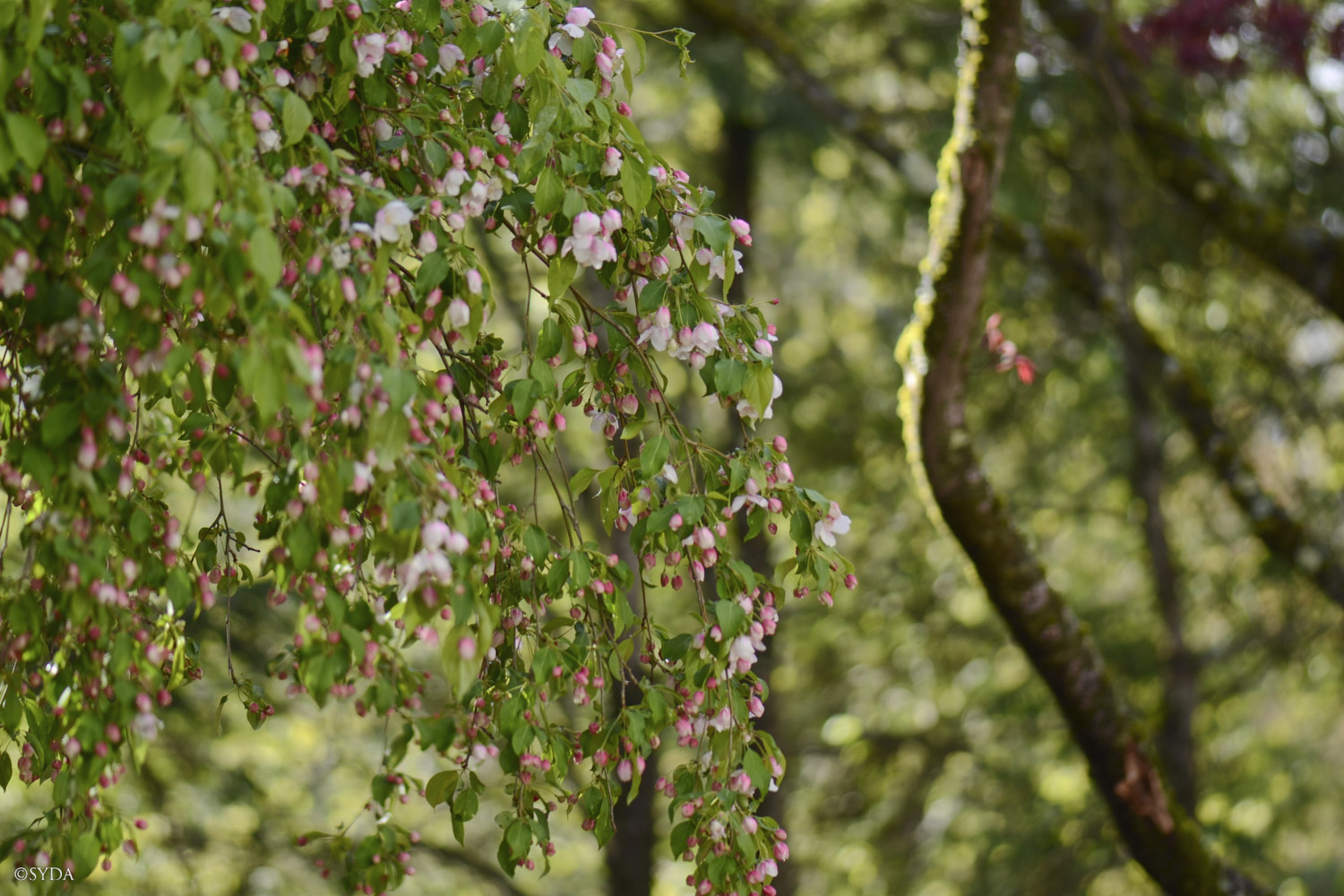 Nature Image