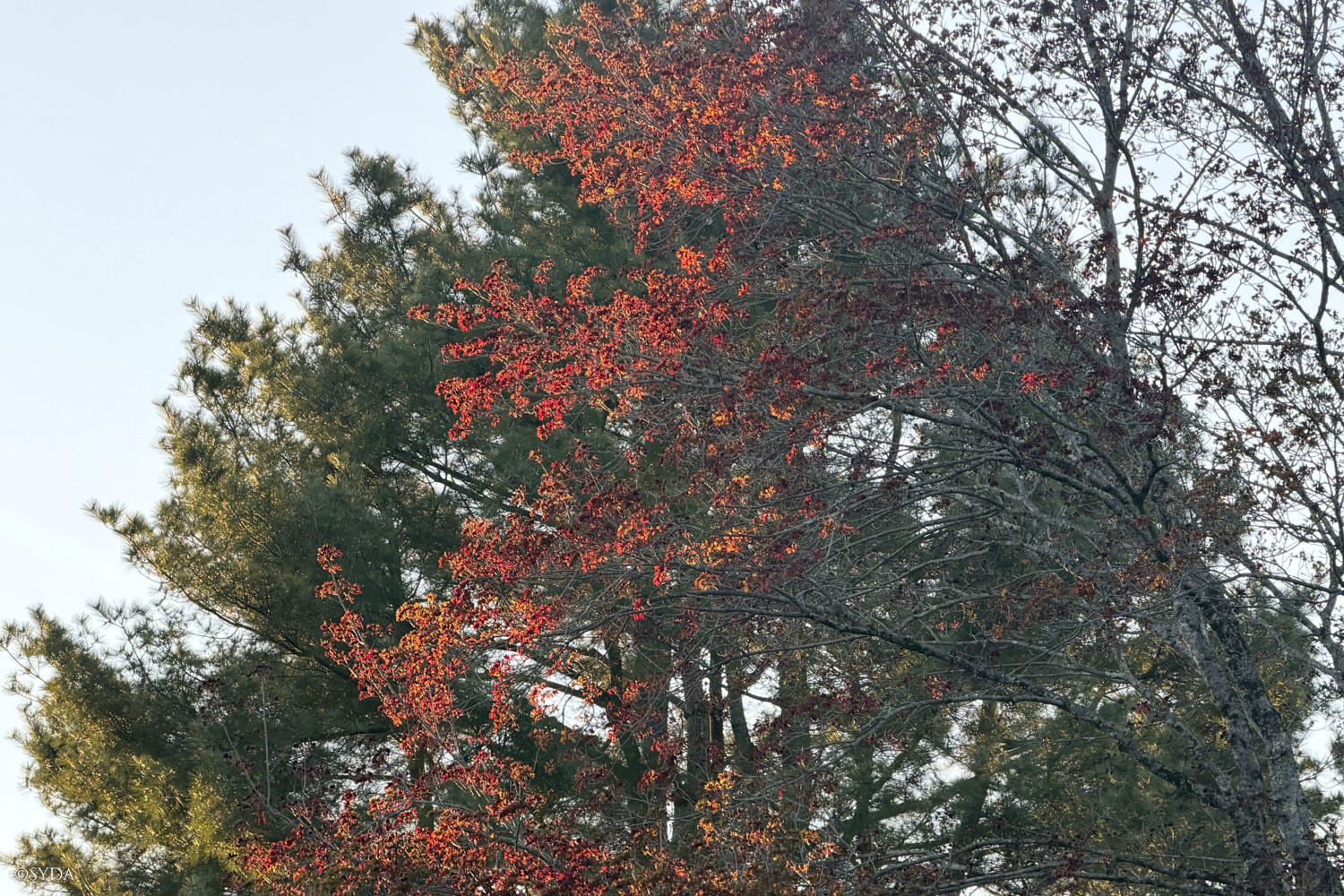 Nature Image