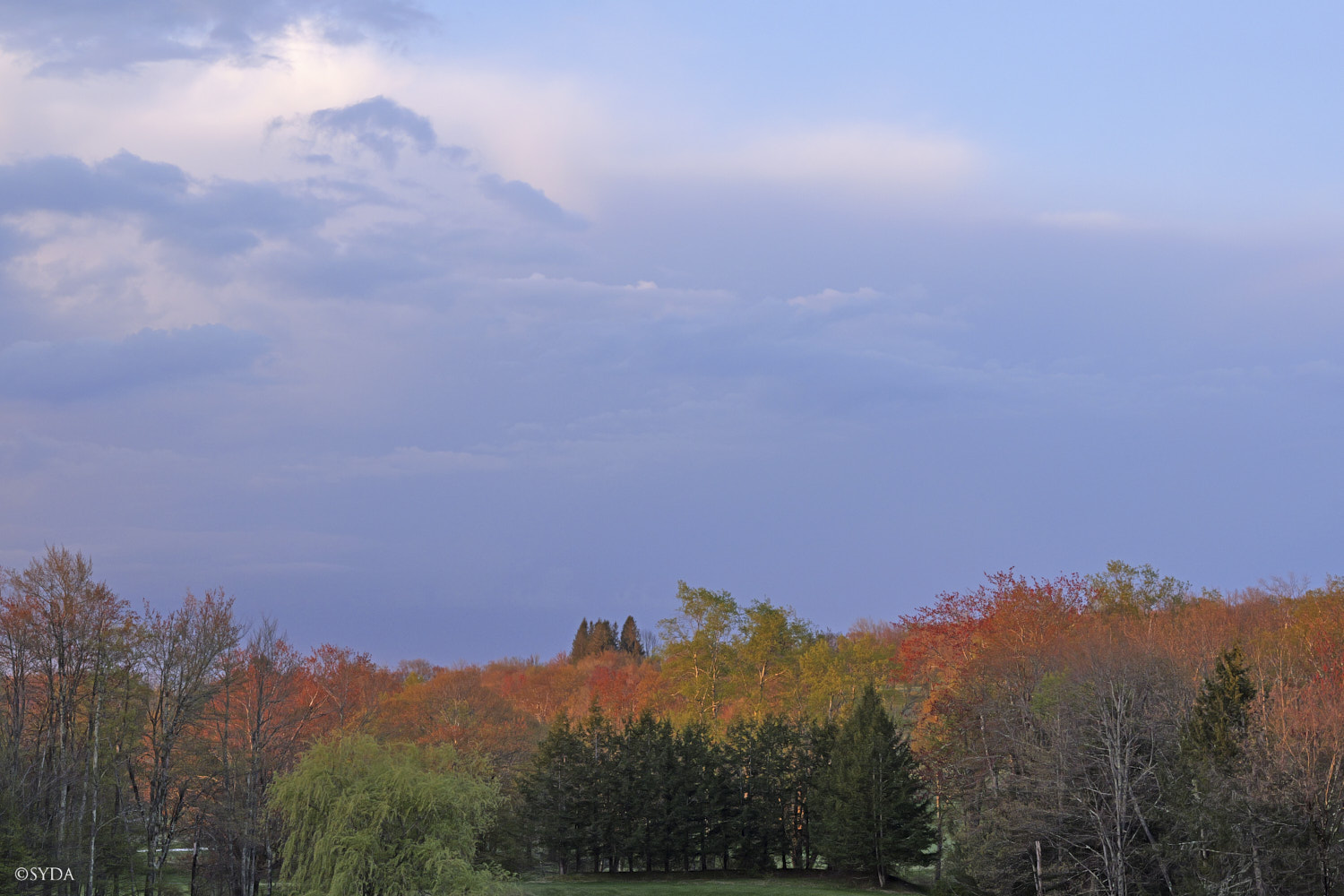 Nature Image
