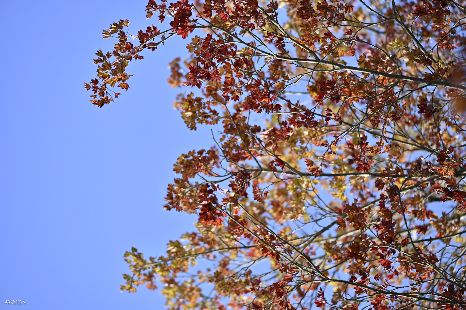 Nature Image
