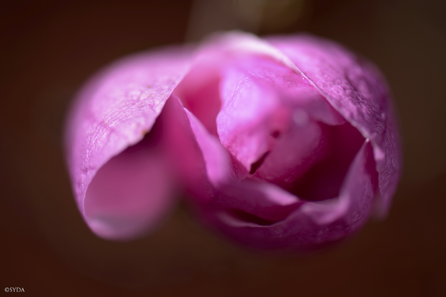 Nature Image