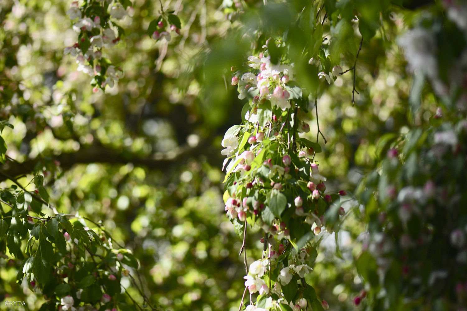 Nature Image