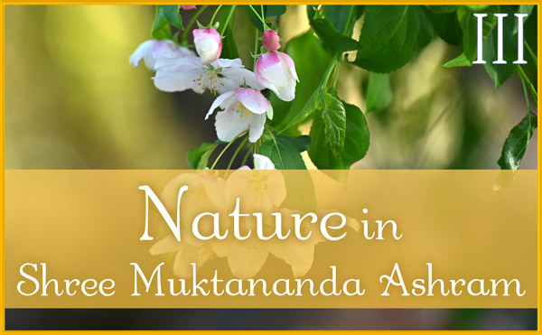 Nature Gallery III in May in Shree Muktananda Ashram