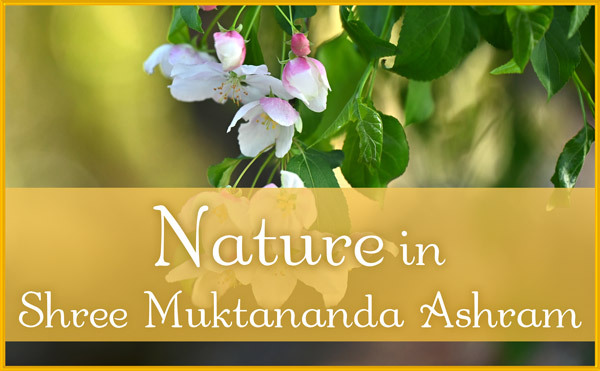 Nature in May in Shree Muktananda Ashram