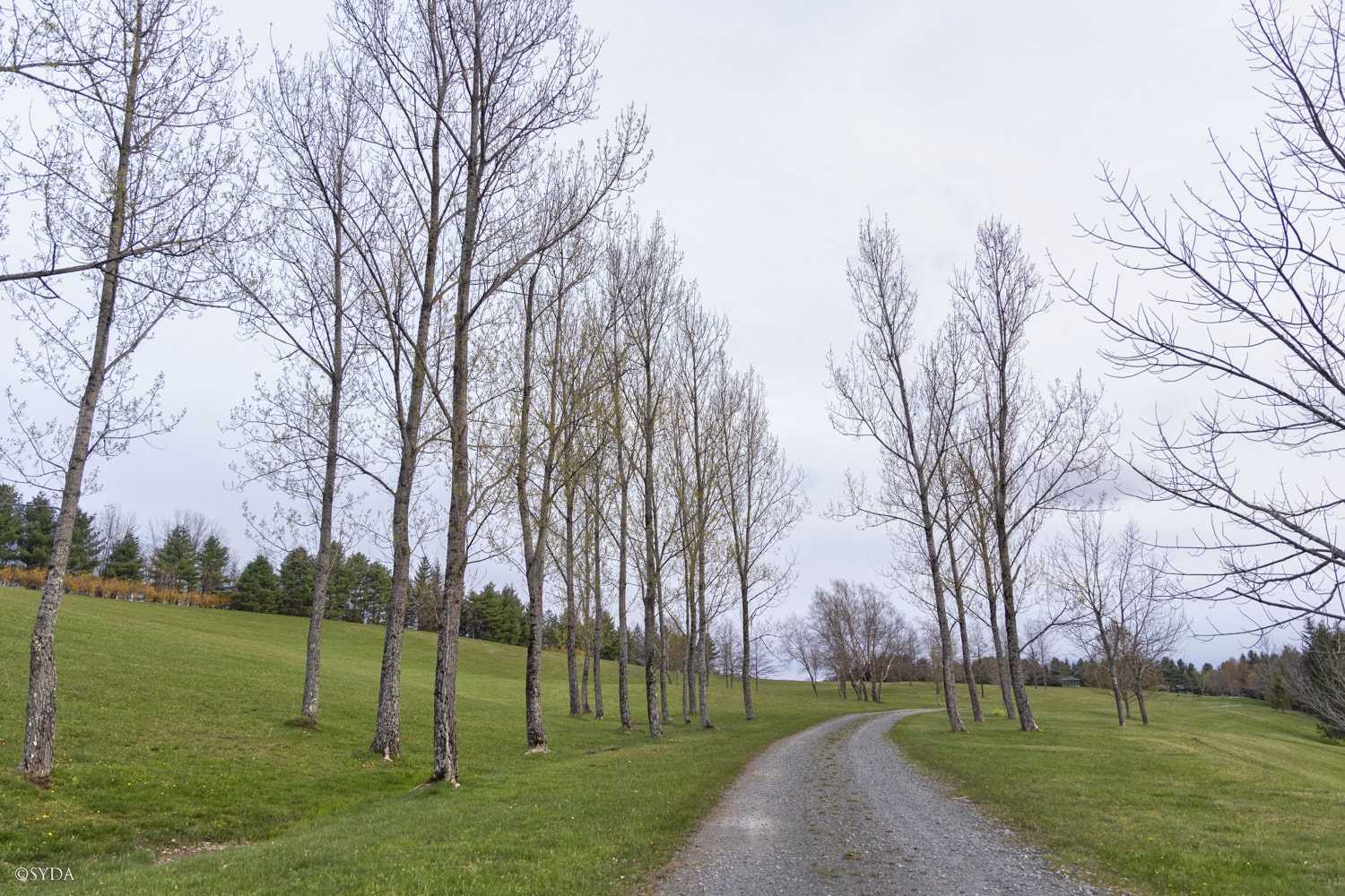 Nature Image