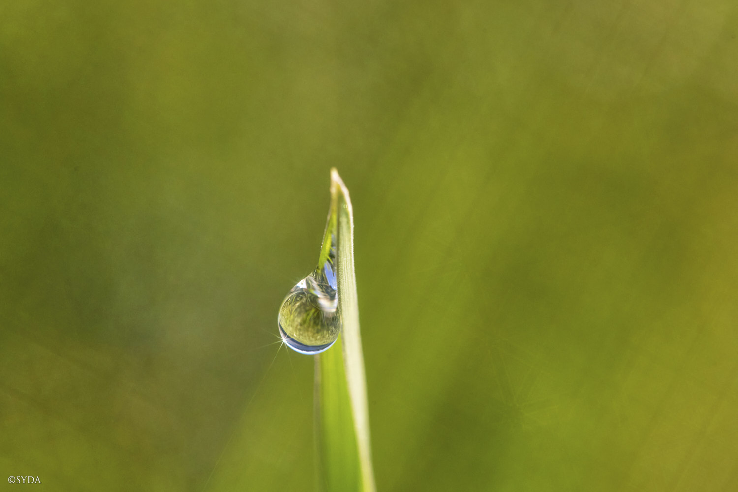 Nature Image
