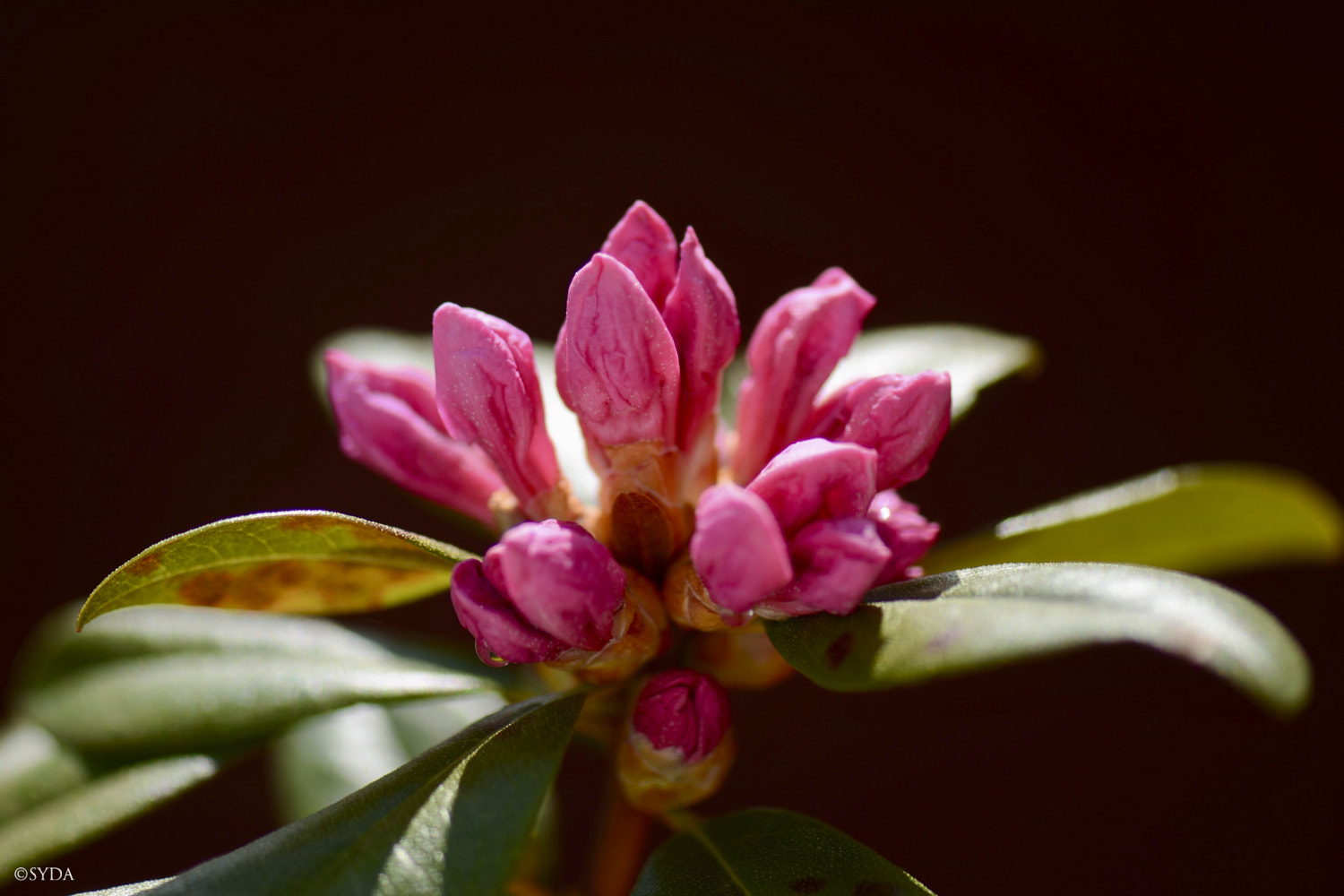 Nature Image