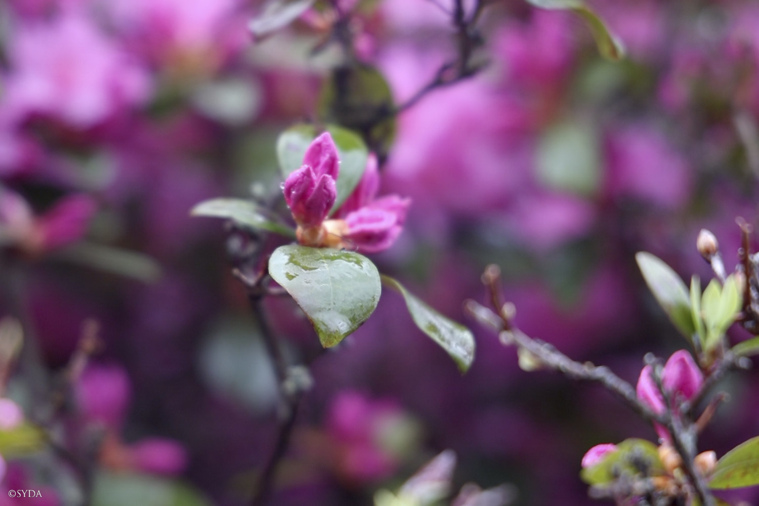 Nature Image