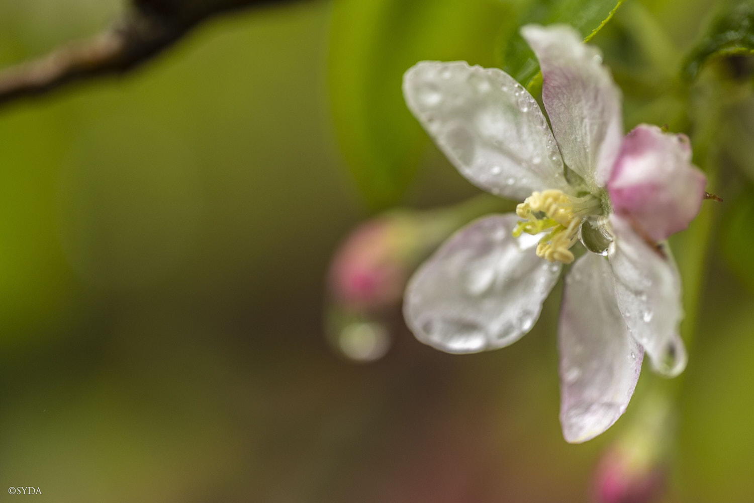 Nature Image