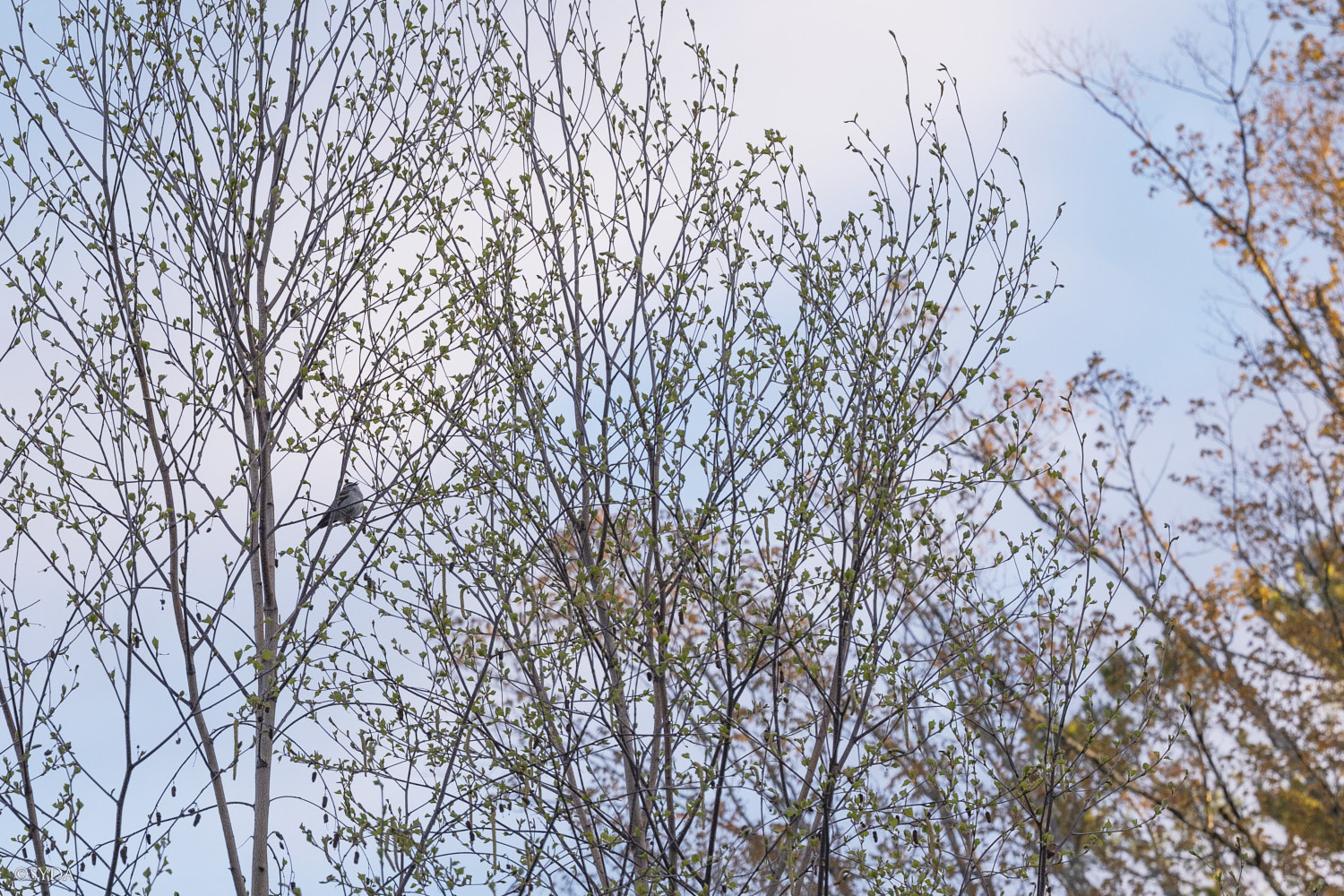 Nature Image
