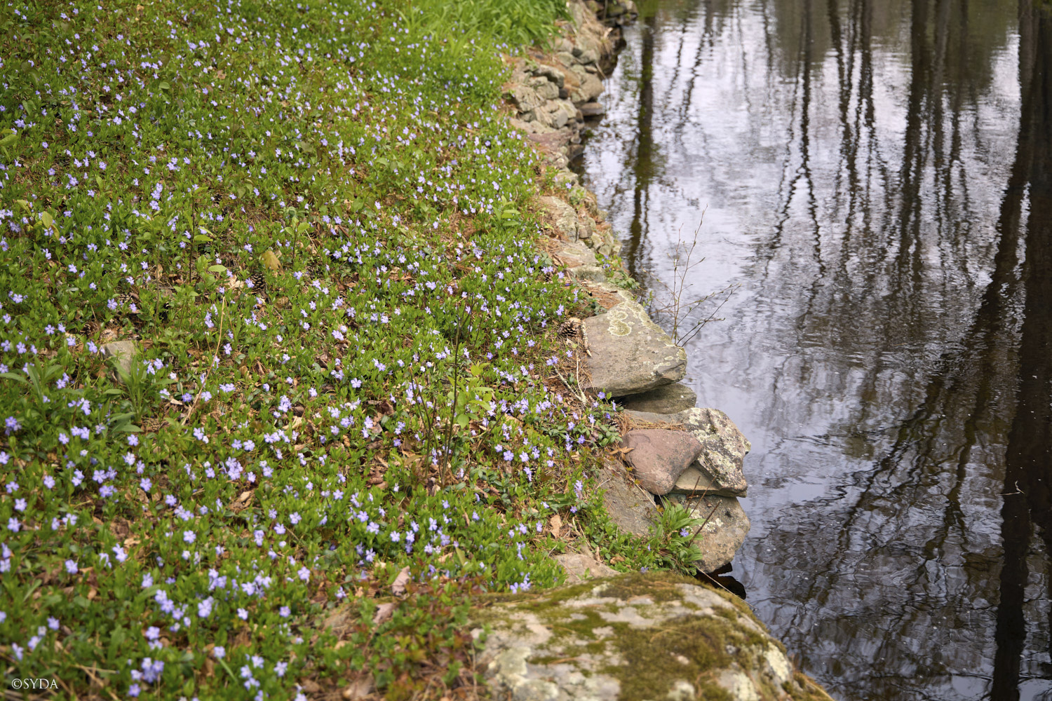 Nature Image