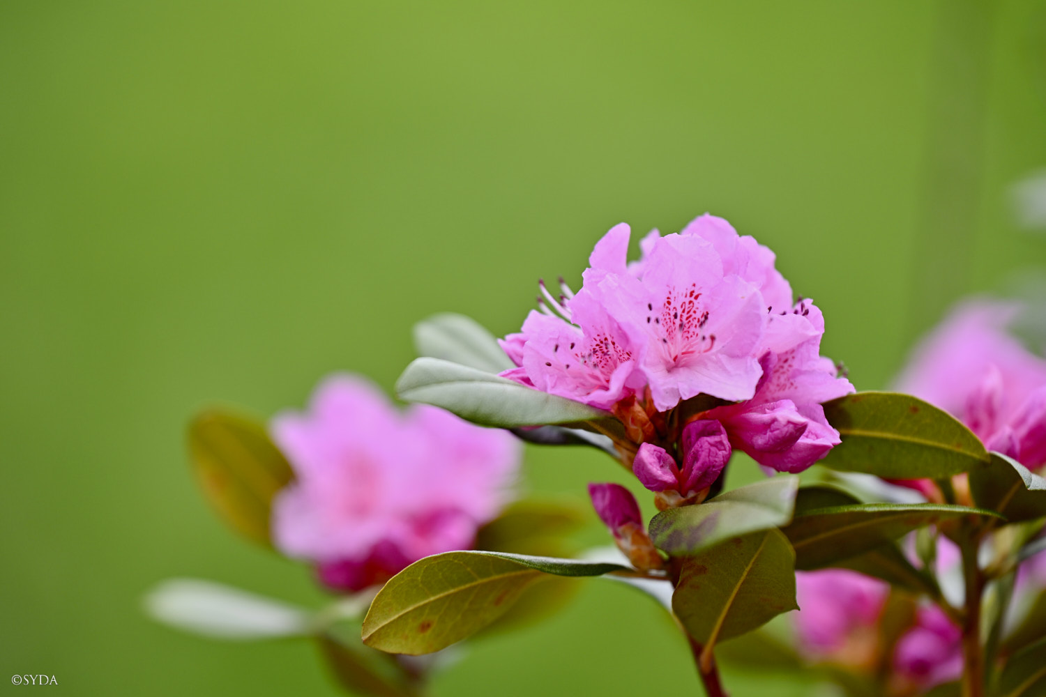 Nature Image