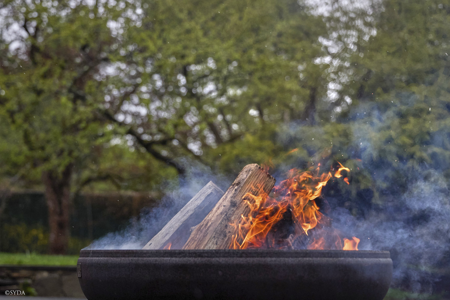 Nature Image