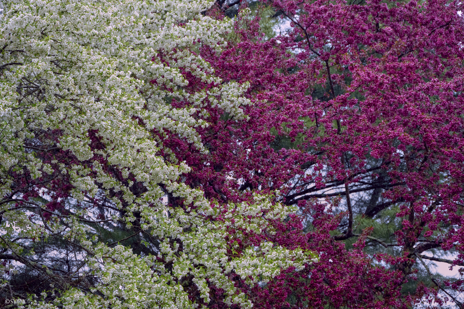 Nature Image