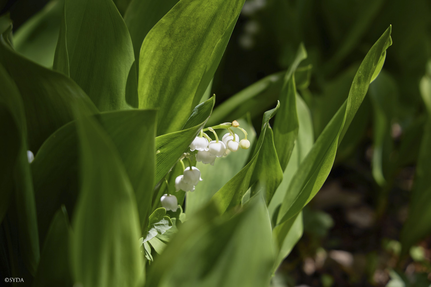 Nature Image