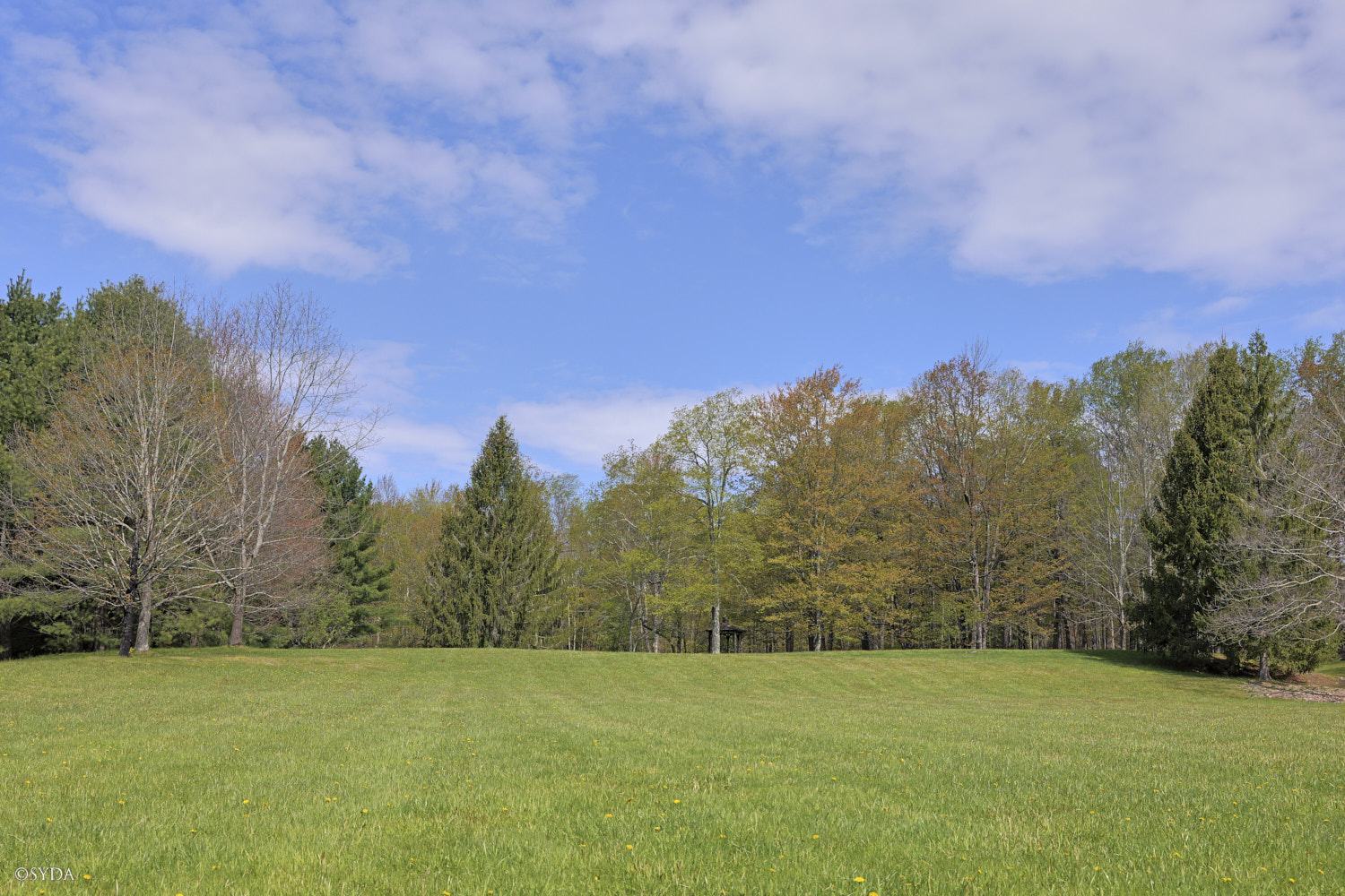 Nature Image